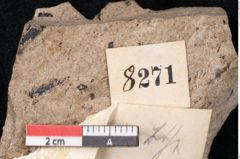 Foto (Detailansicht) von Araucaria sternbergii Goeppert (NHMW-GEO-2024-0188-8271)
